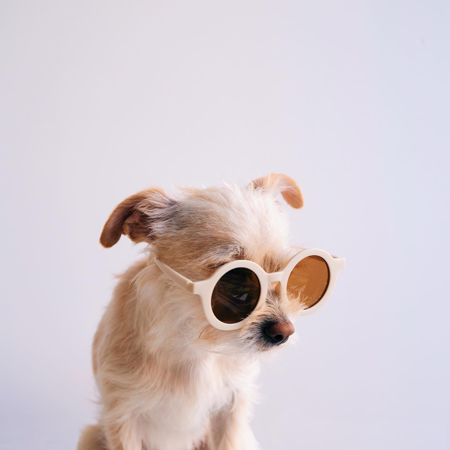 Sunny May Sunnies {DROP SHIP}