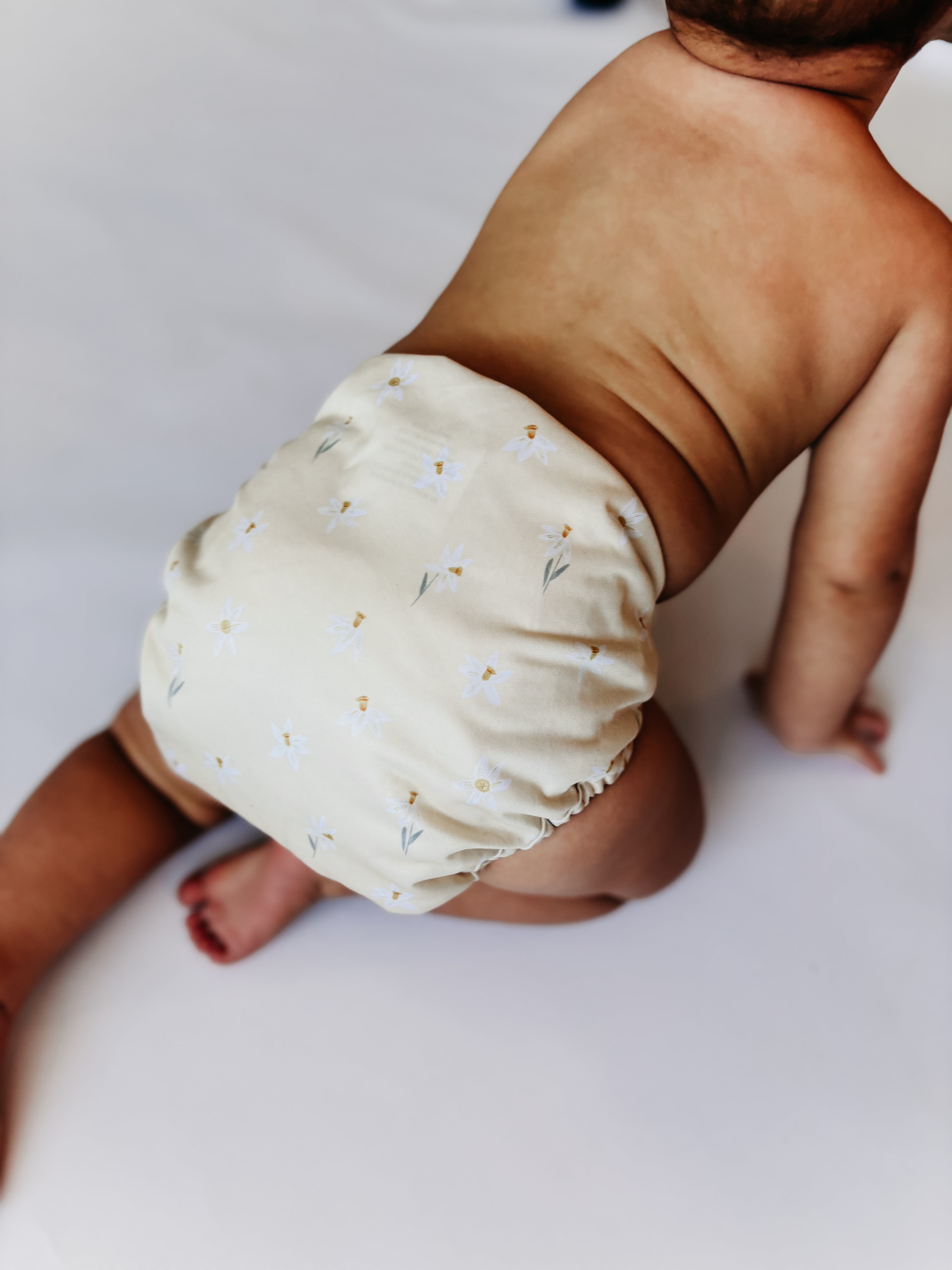 Sunlit Daffodils - (COVER)